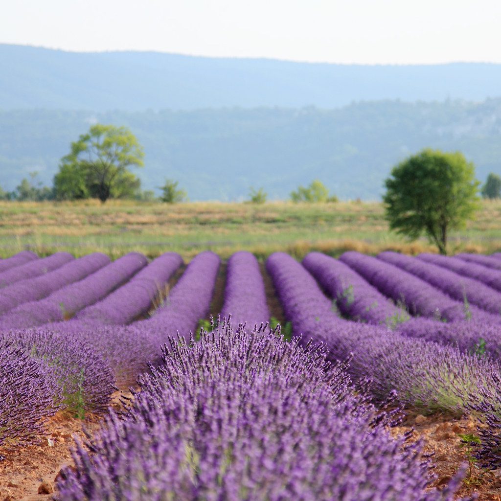 Rows of flowering lavender leading toward a stone building in Provence.