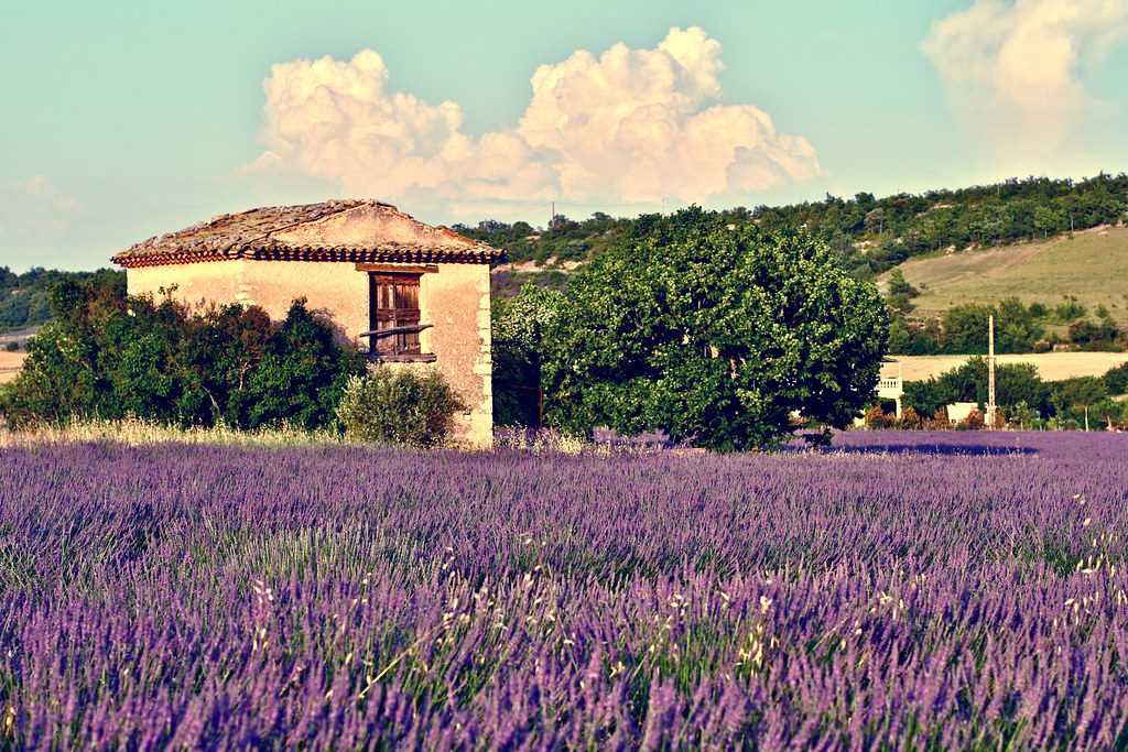 Rows of lavender in bloom in front of a stone farmhouse in Provence, France.